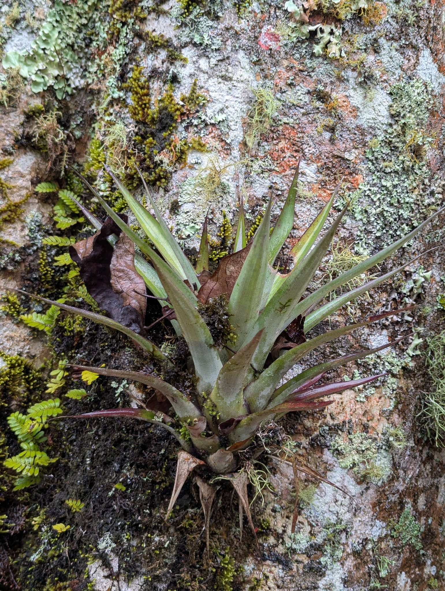 Tillandsia oerstediana
