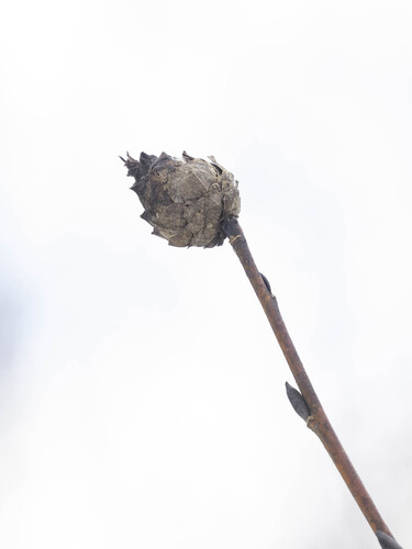 Unknown species found near Lansing, NY 14850, USA