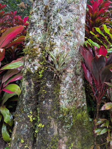 Tillandsia oerstediana, photograph 3