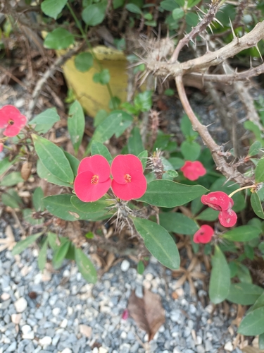 Crown-of-Thorns