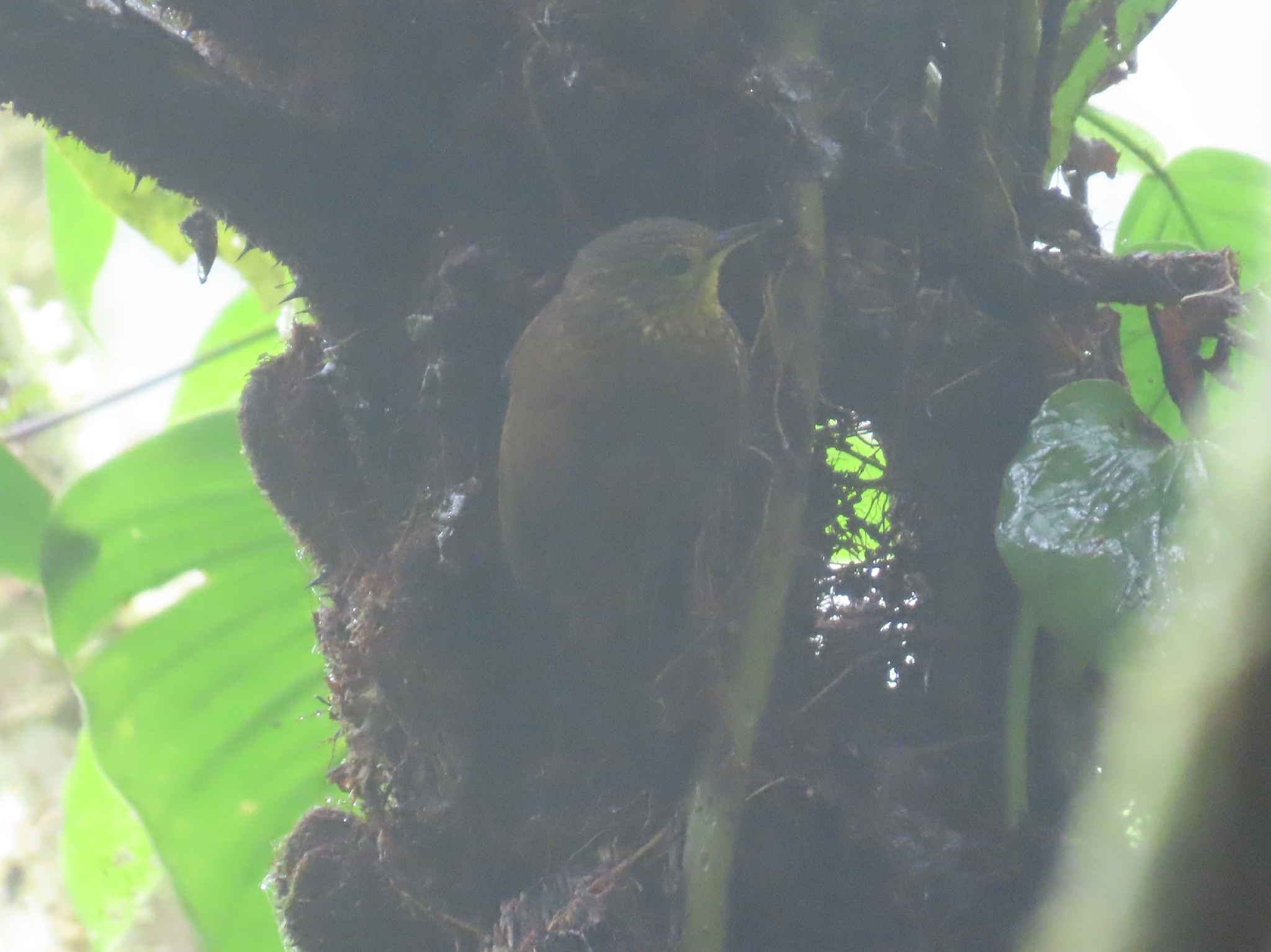 Spotted Barbtail (Premnoplex brunnescens), photo 4