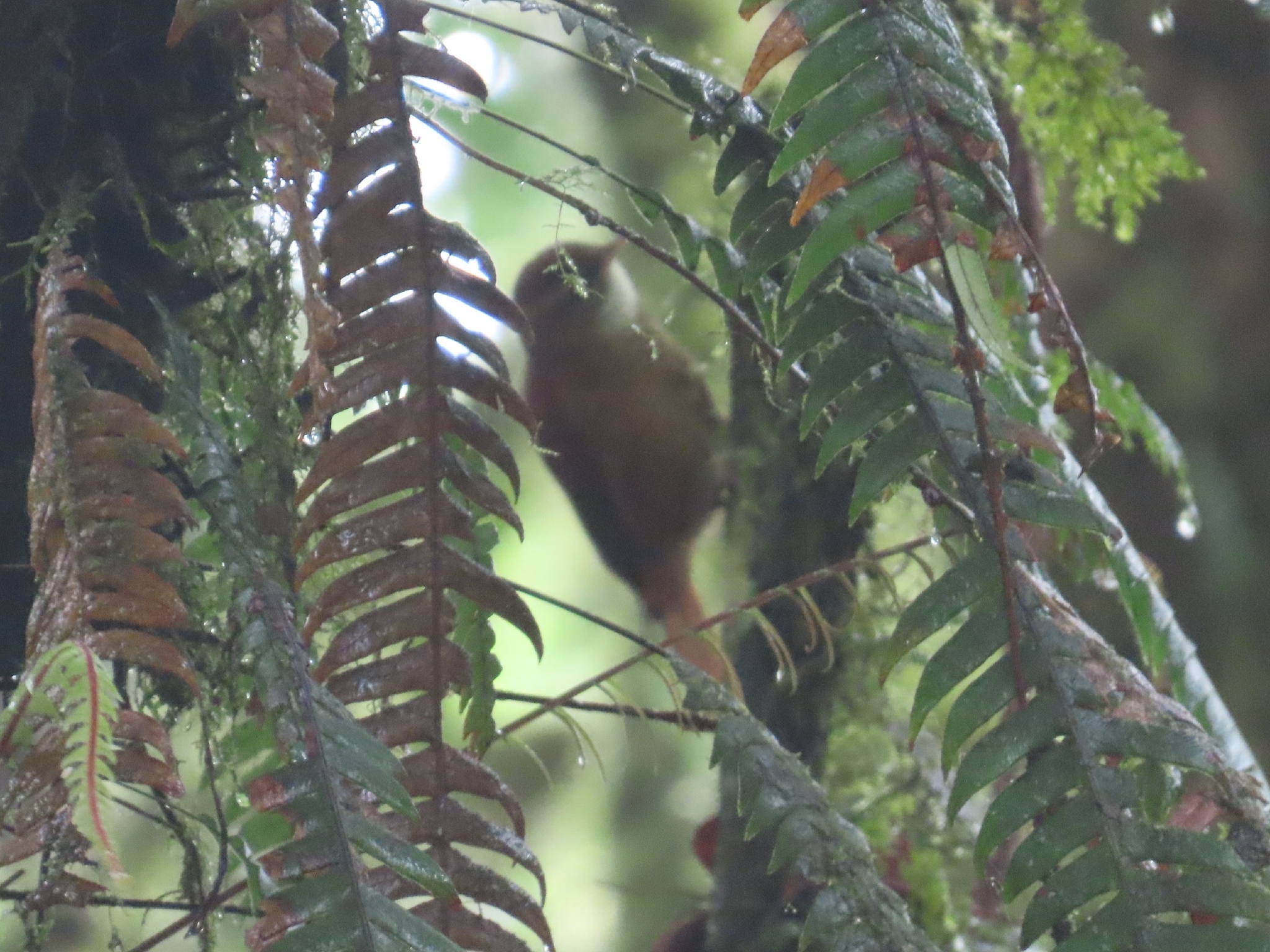 Ruddy Treerunner (Margarornis rubiginosus), photo 4