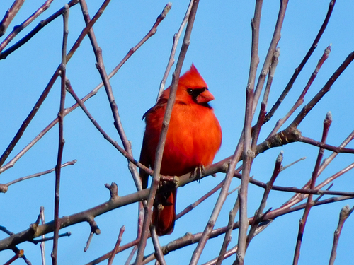 Northern Cardinal photographed in Wisconsin