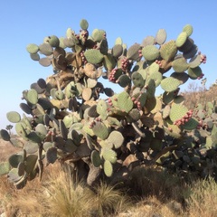 Opuntia hyptiacantha