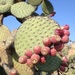 Opuntia hyptiacantha - Photo (c) Bodo Nuñez Oberg, some rights reserved (CC BY-NC), uploaded by Bodo Nuñez Oberg