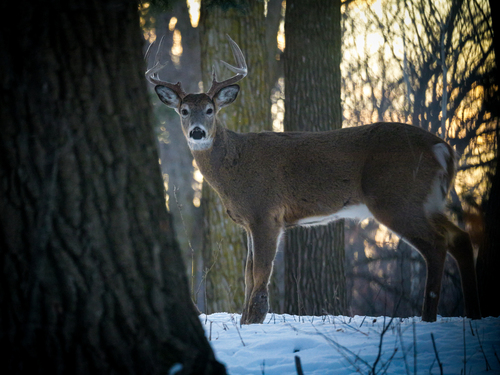 White-tailed Deer