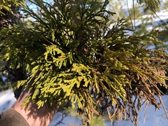 Gymnotelium blasdaleanum