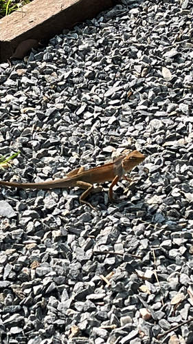 Indochinese Garden Lizard