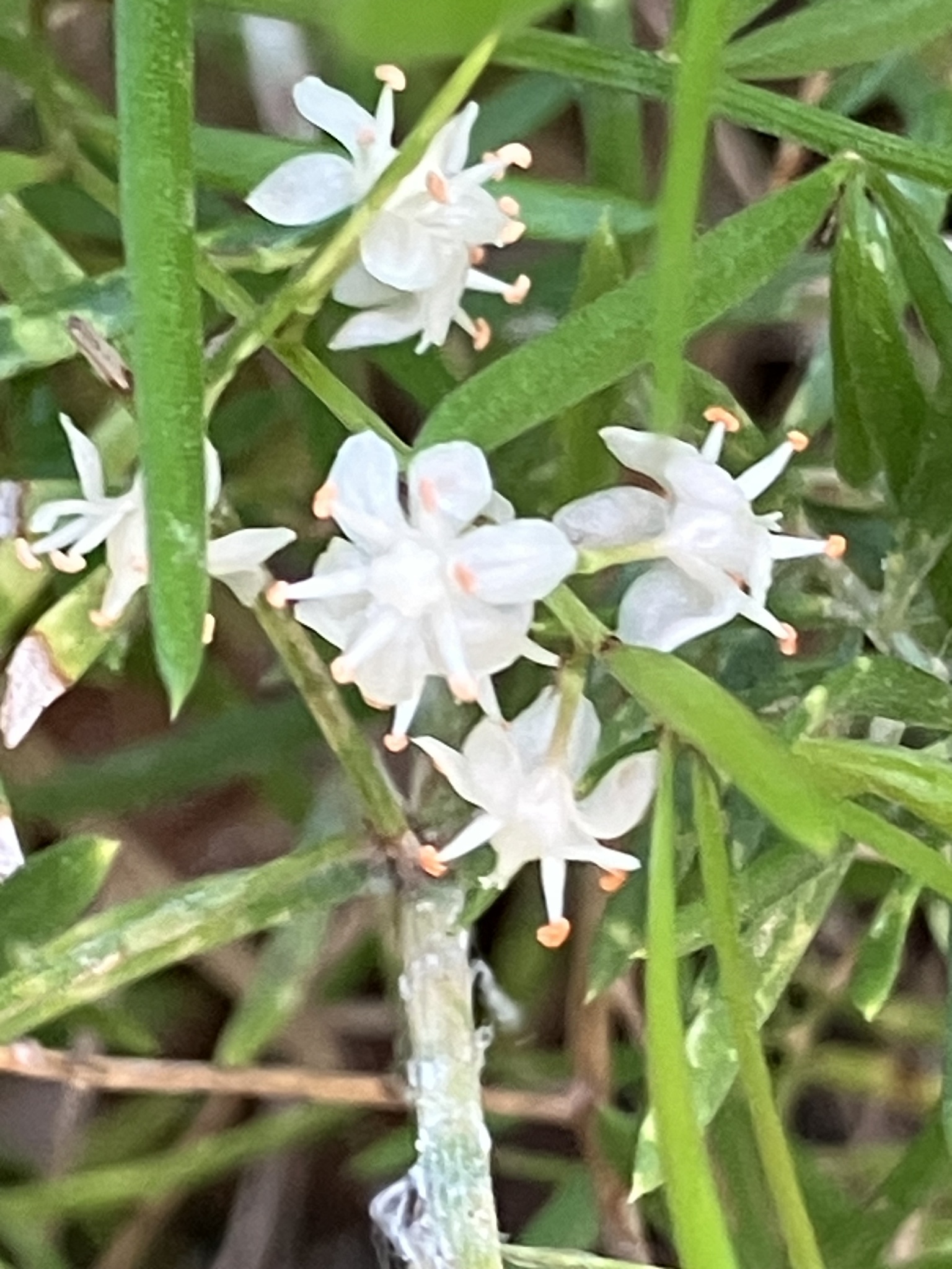 Sprenger's Asparagus (Asparagus densiflorus)