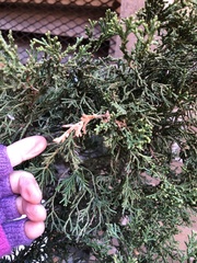 Pestalotiopsis funerea