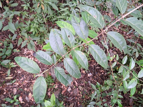 Largeflower Deutzia (Deutzia pulchra)