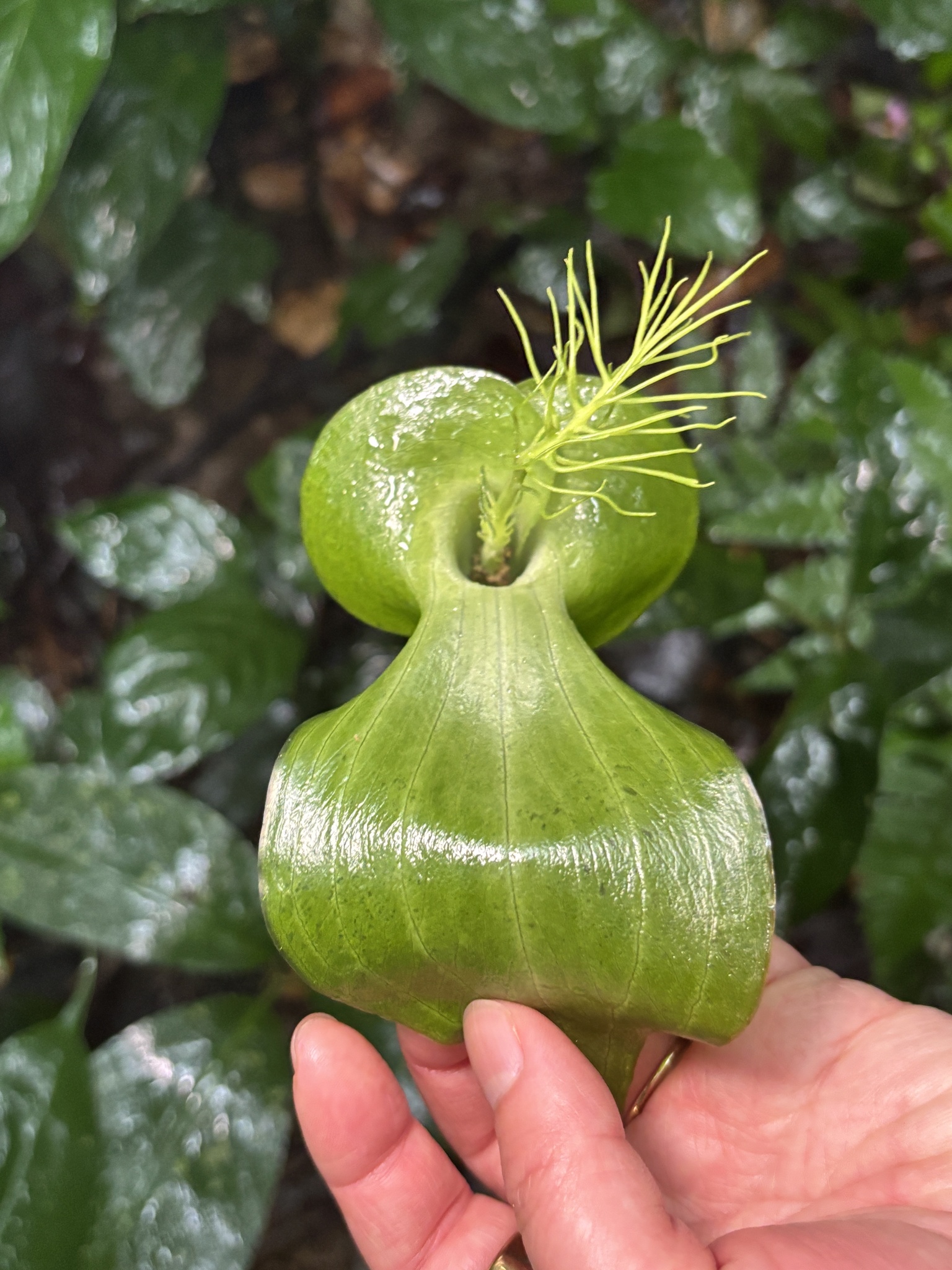 Arisaema balansae — ảnh 2