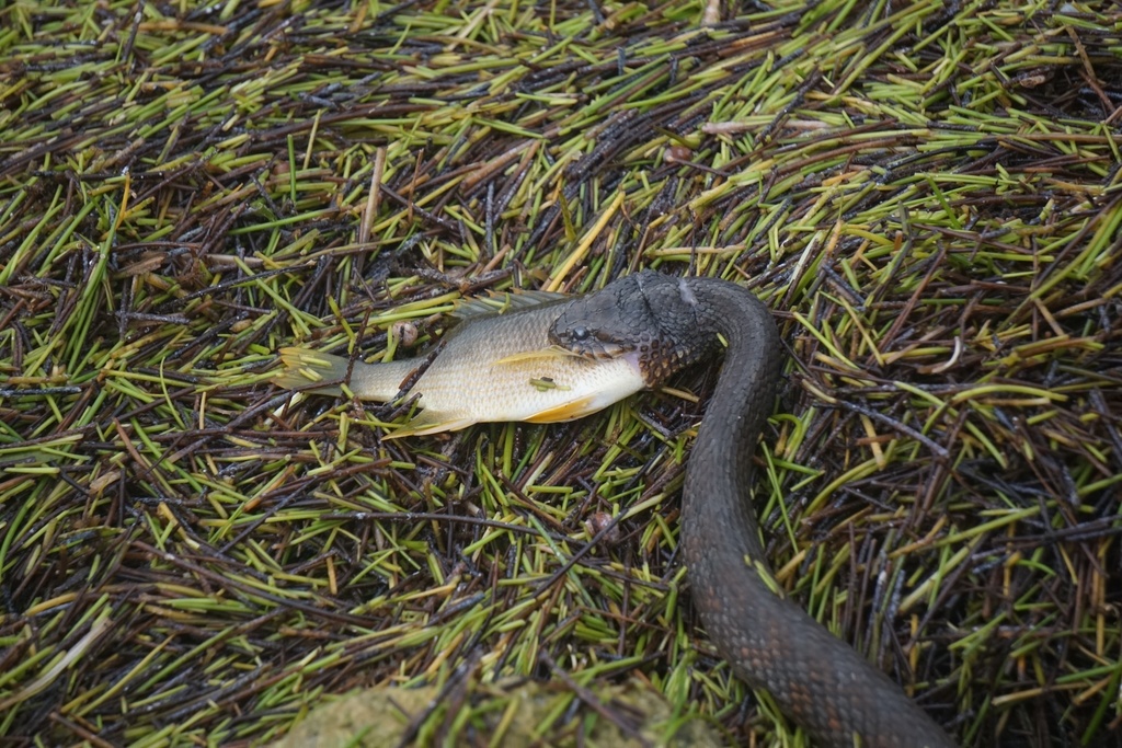 Mangrove saltmarsh snake in february 2020 by felix inaturalist