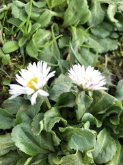 Bellis perennis