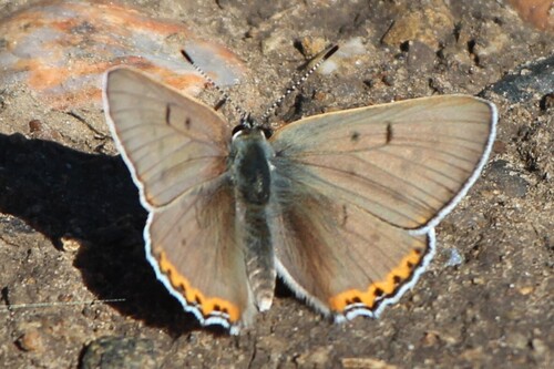 Gray Copper