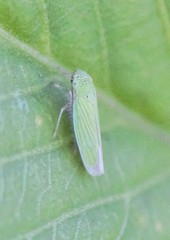 Hortensia similis