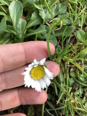 Bellis perennis