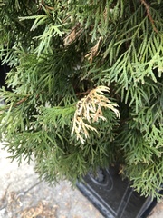 Pestalotiopsis funerea