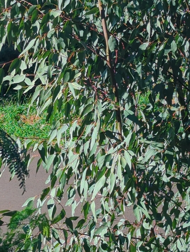 Eucalyptus sideroxylon observed 2026-02-25