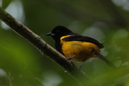 Black-cowled Oriole (Icterus prosthemelas), photo 6