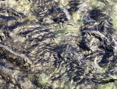 Laminaria sinclairii