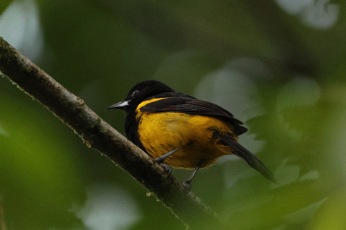 Black-cowled Oriole (Icterus prosthemelas), photo 7