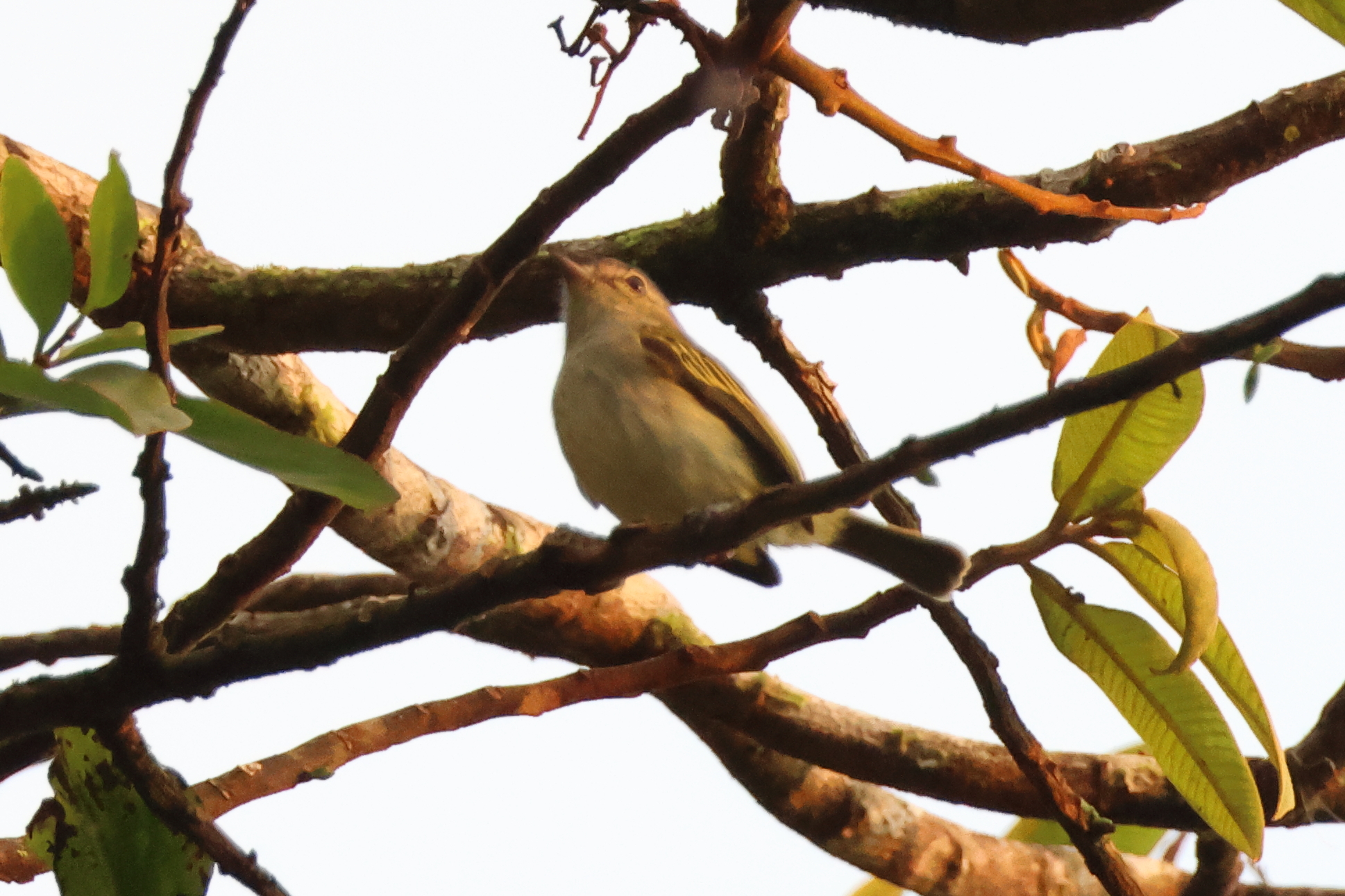 Guatemalan Tyrannulet (Zimmerius vilissimus), photo 7