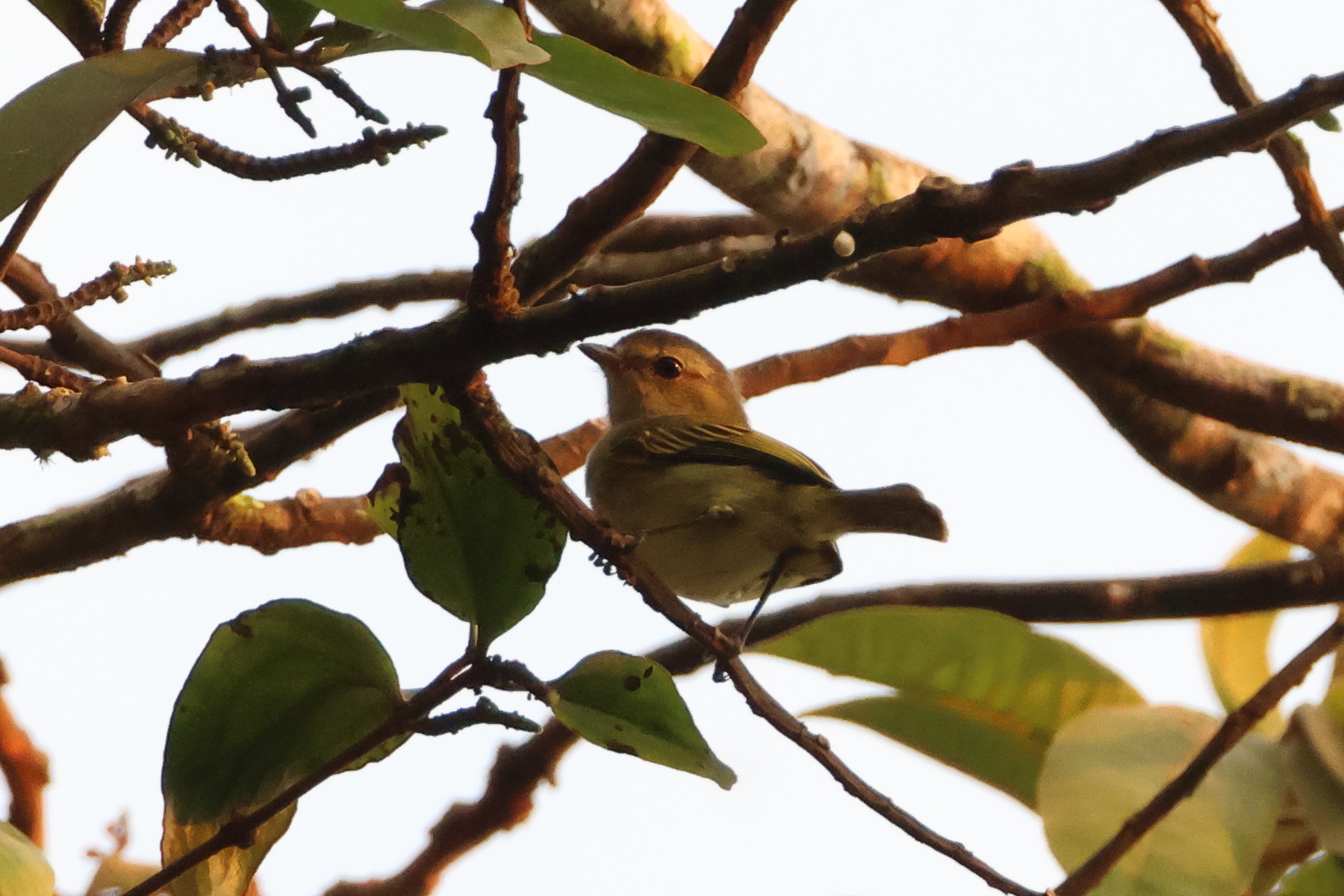 Guatemalan Tyrannulet (Zimmerius vilissimus), photo 8