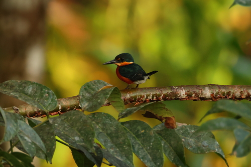 American Pygmy Kingfisher (Chloroceryle aenea), photo 9