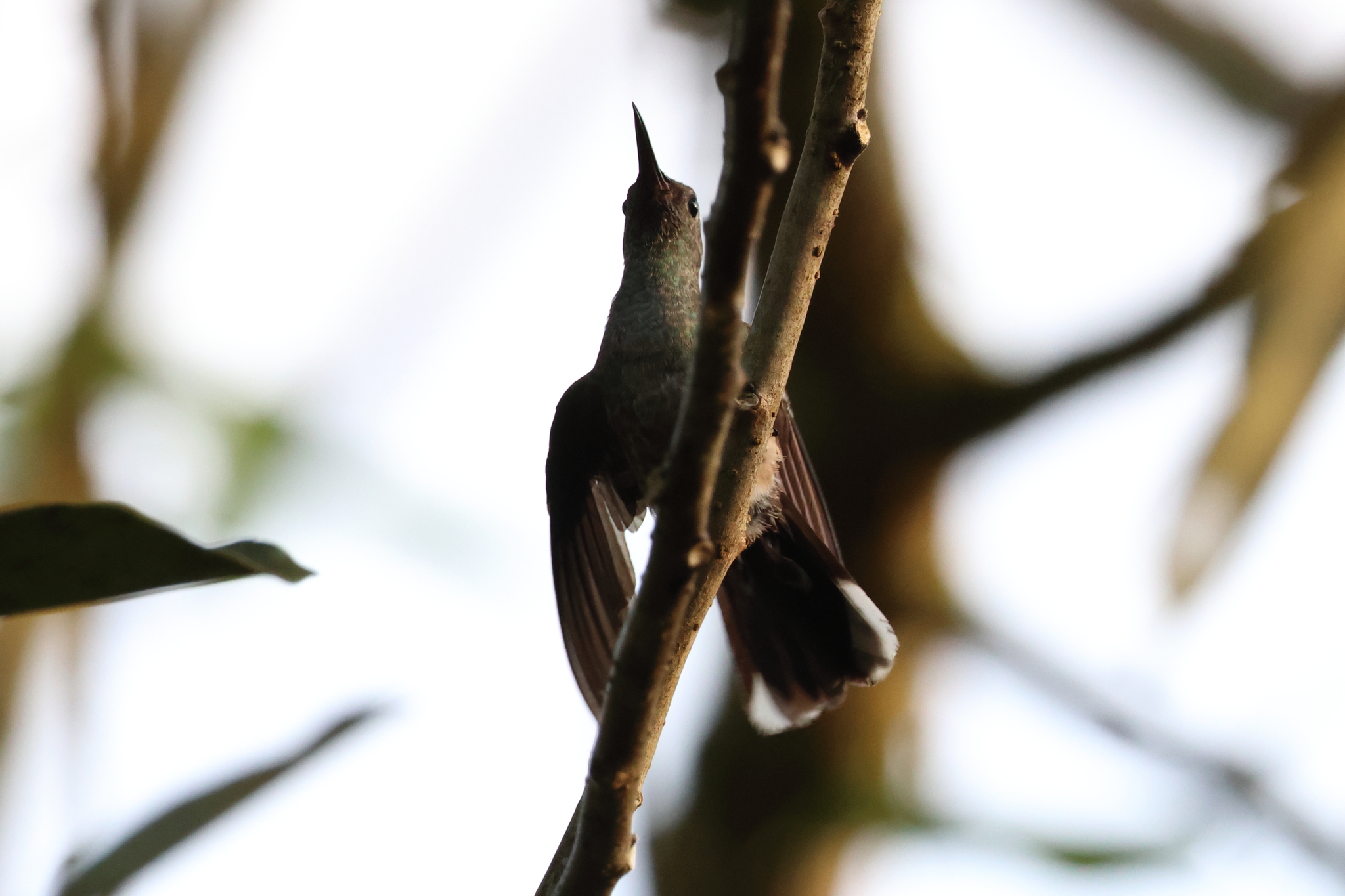 Scaly-breasted Hummingbird (Phaeochroa cuvierii), photo 7