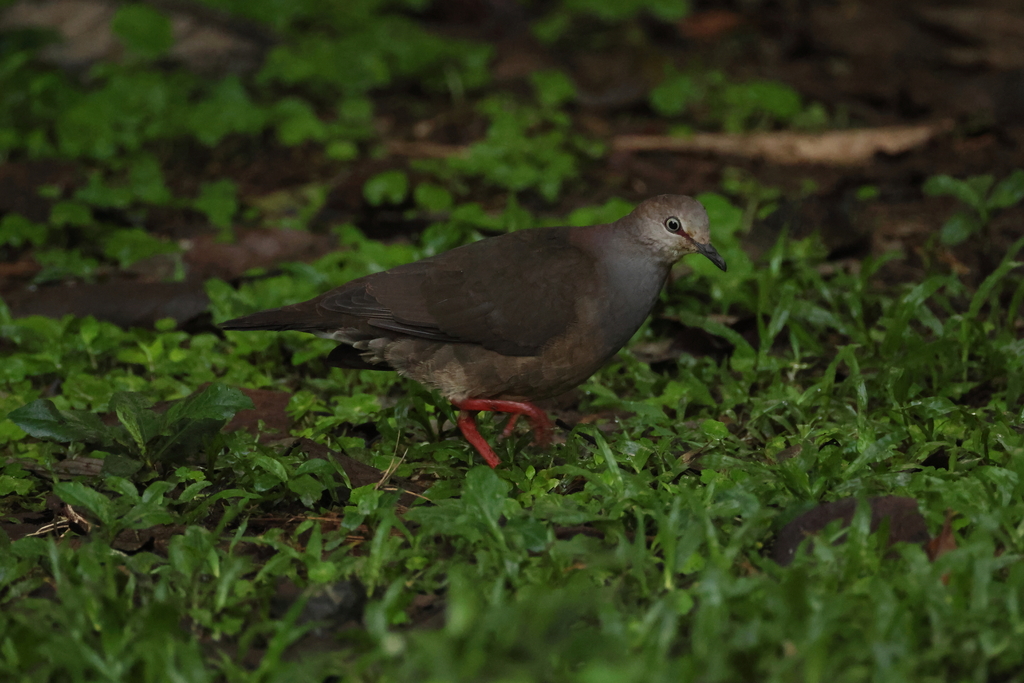 Grey-chested Dove
