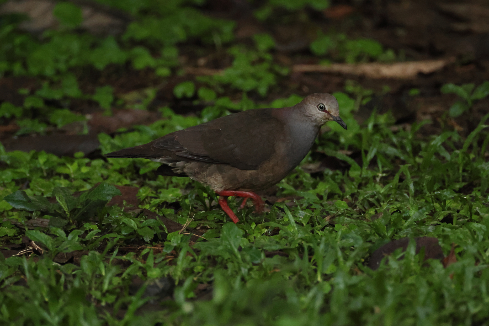 Grey-chested Dove (Leptotila cassinii), photo 5