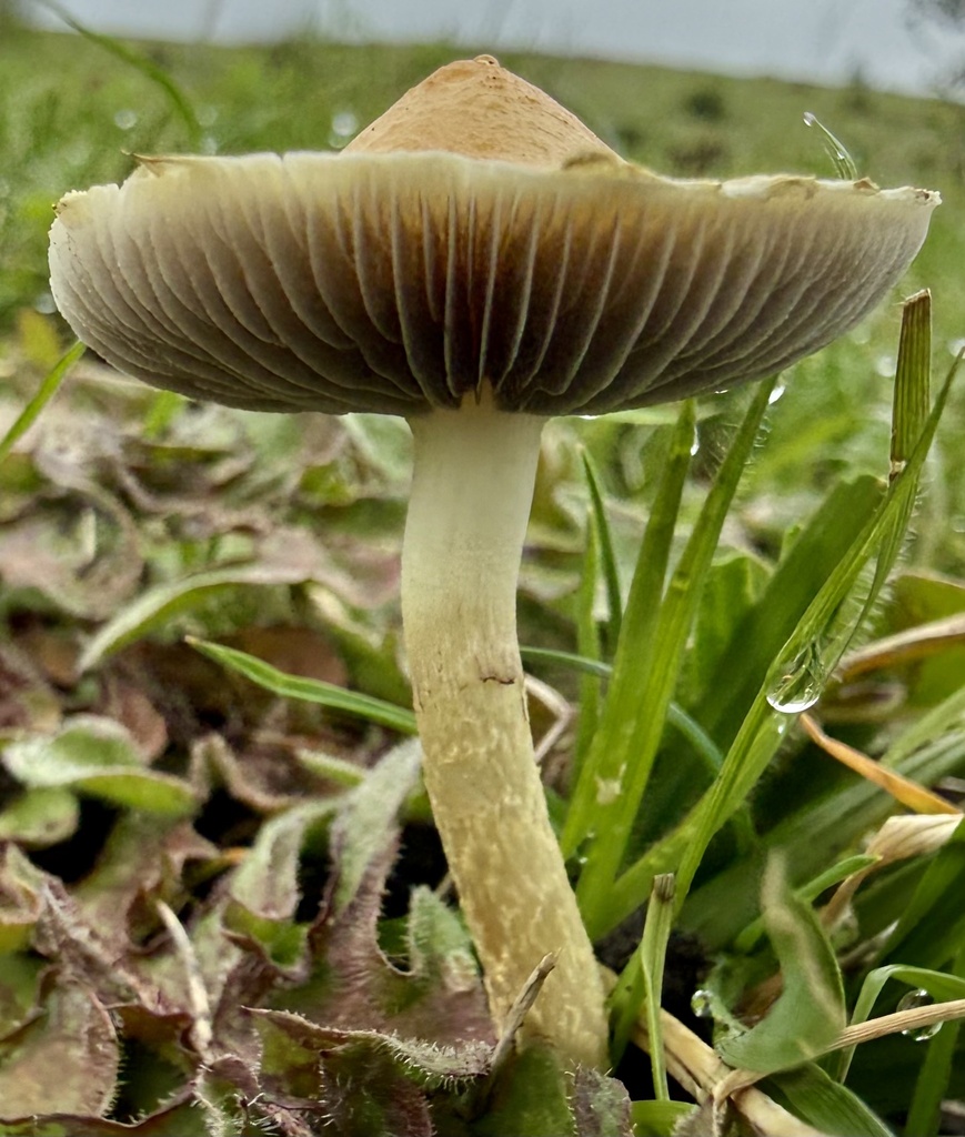 Leratiomyces percevalii · February 2026 · photo: © hllrnnr (iNaturalist, cc0)
