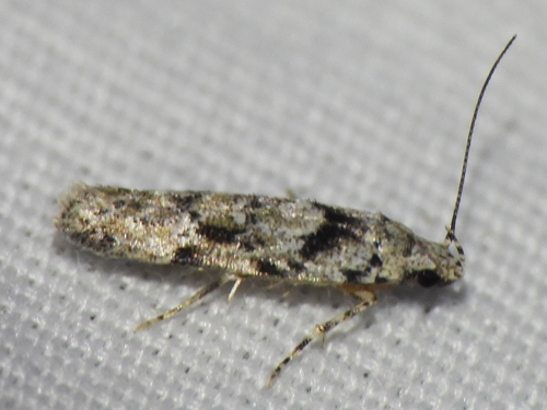 Sinoe chambersi