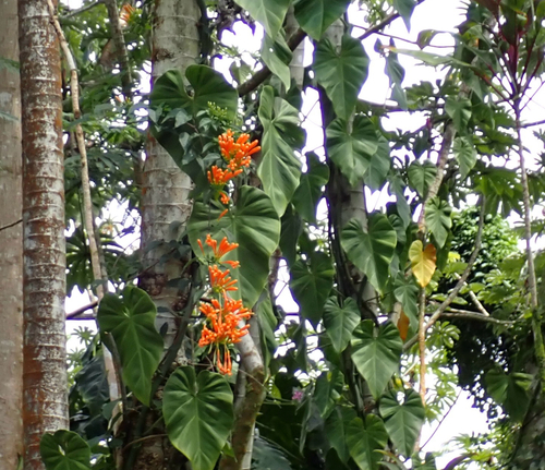 Pyrostegia venusta observed 2026-02-23