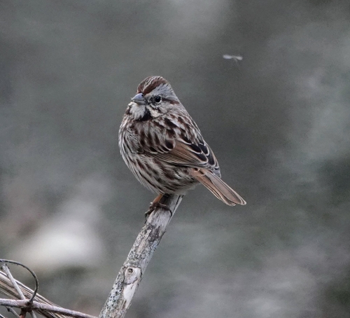 Song Sparrow