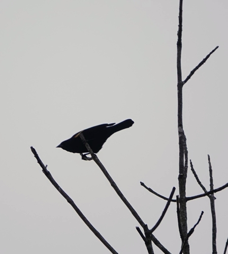 Red-winged Blackbird