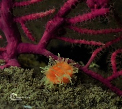 Balanophyllia regia
