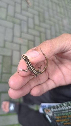 Sphenomorphus sanctus