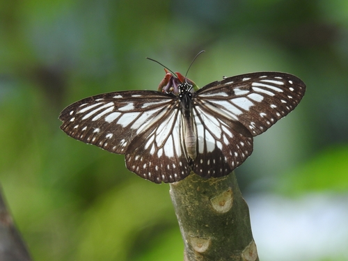 Ideopsis juventa