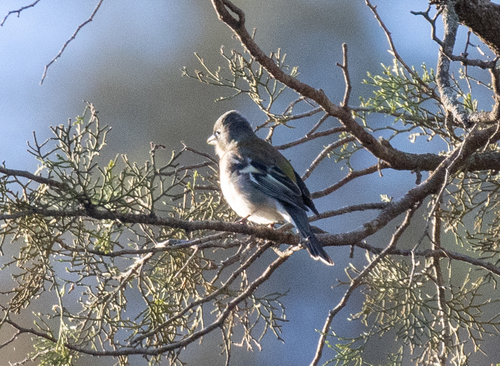 African Chaffinch (Fringilla spodiogenys), photo 10