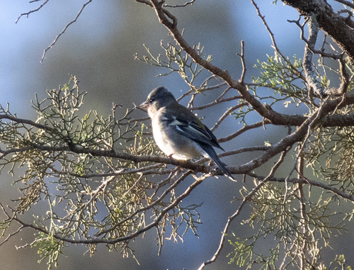 African Chaffinch (Fringilla spodiogenys), photo 9