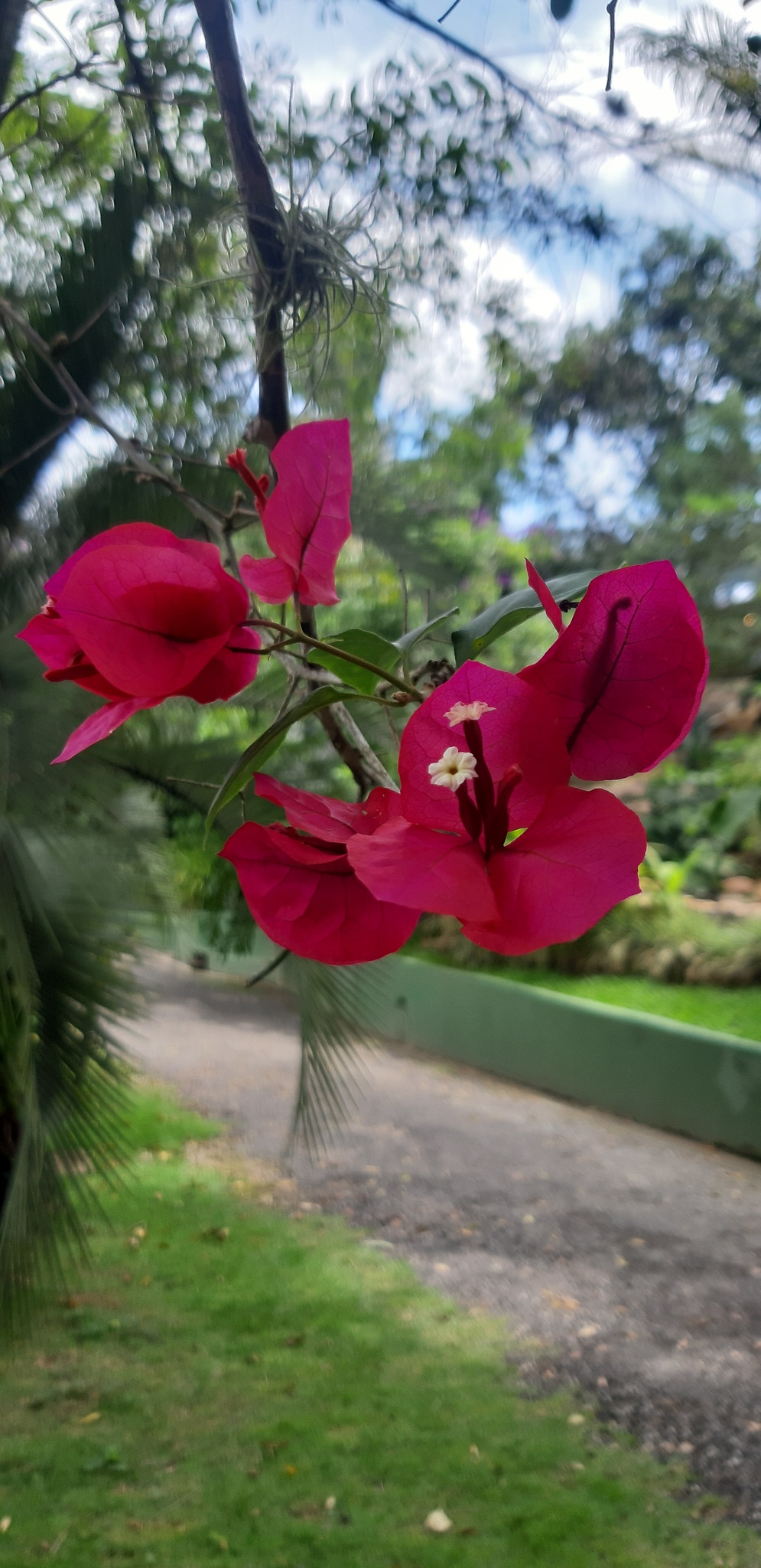 Bougainvillea glabra