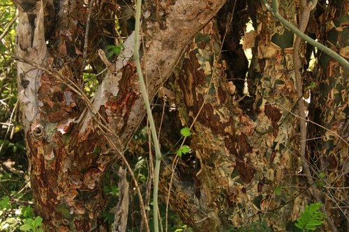 Cerejeira (Amburana cearensis)