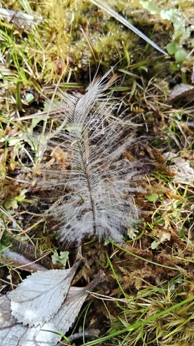 Southern Brown Kiwi (Apteryx australis), photo 3