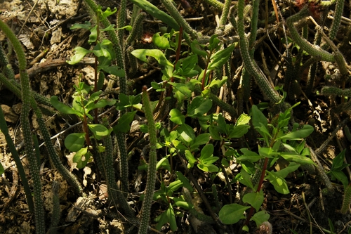 Neon broom cactus (Arrojadoa penicillata)