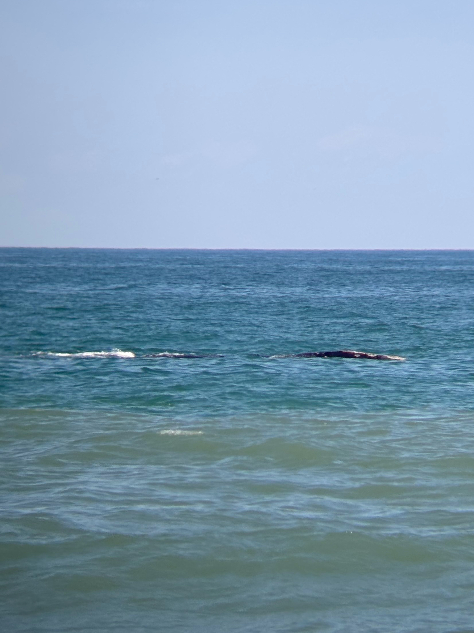 Eubalaena glacialis