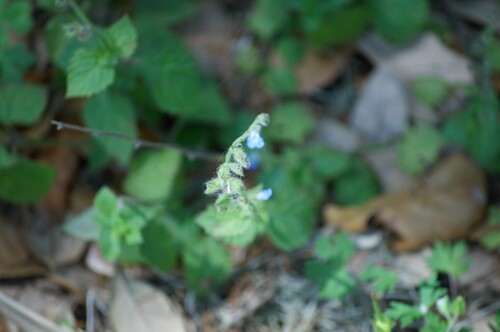 River sage (Salvia misella)