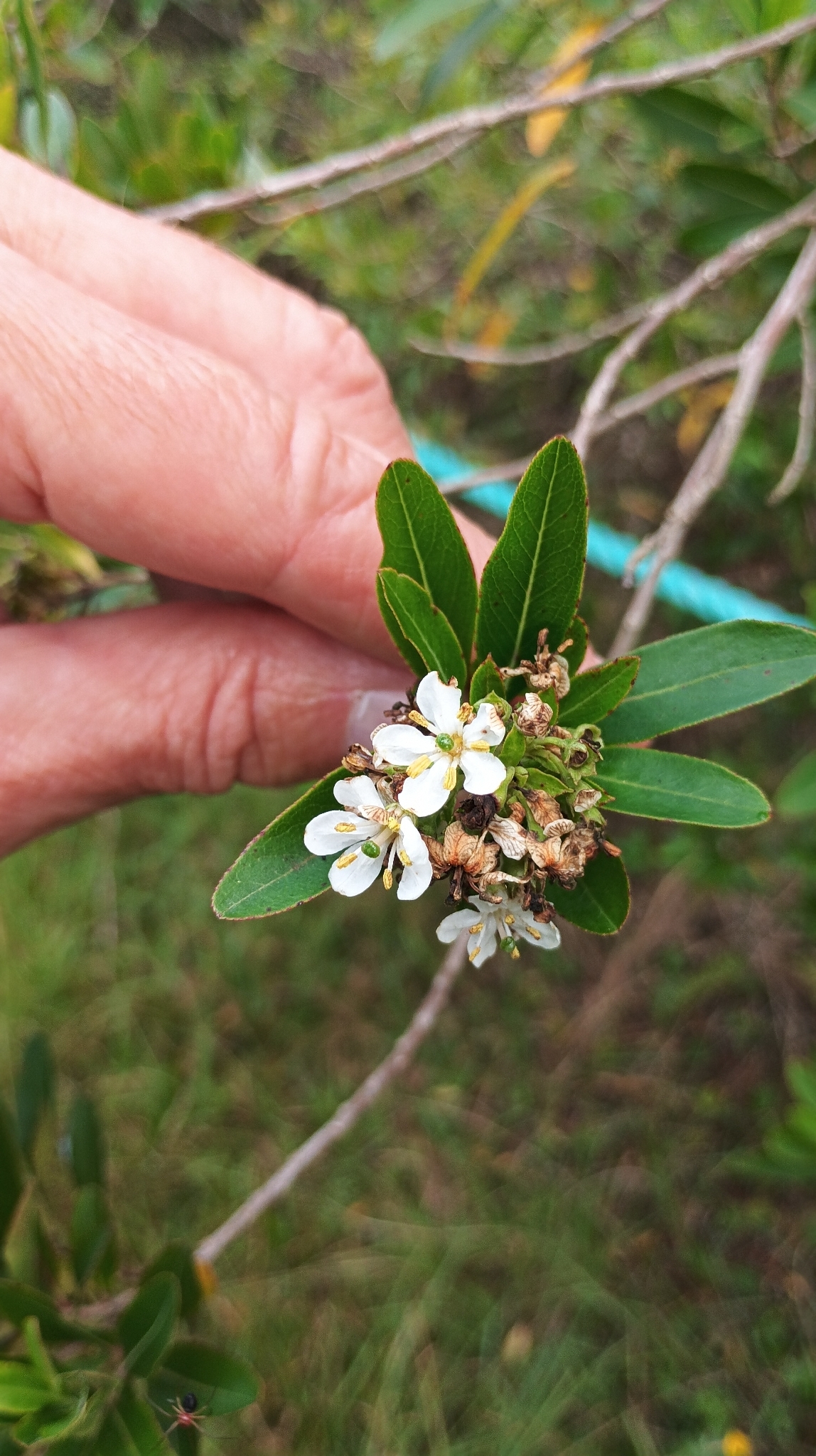 Joseph Paxton (Escallonia bifida)