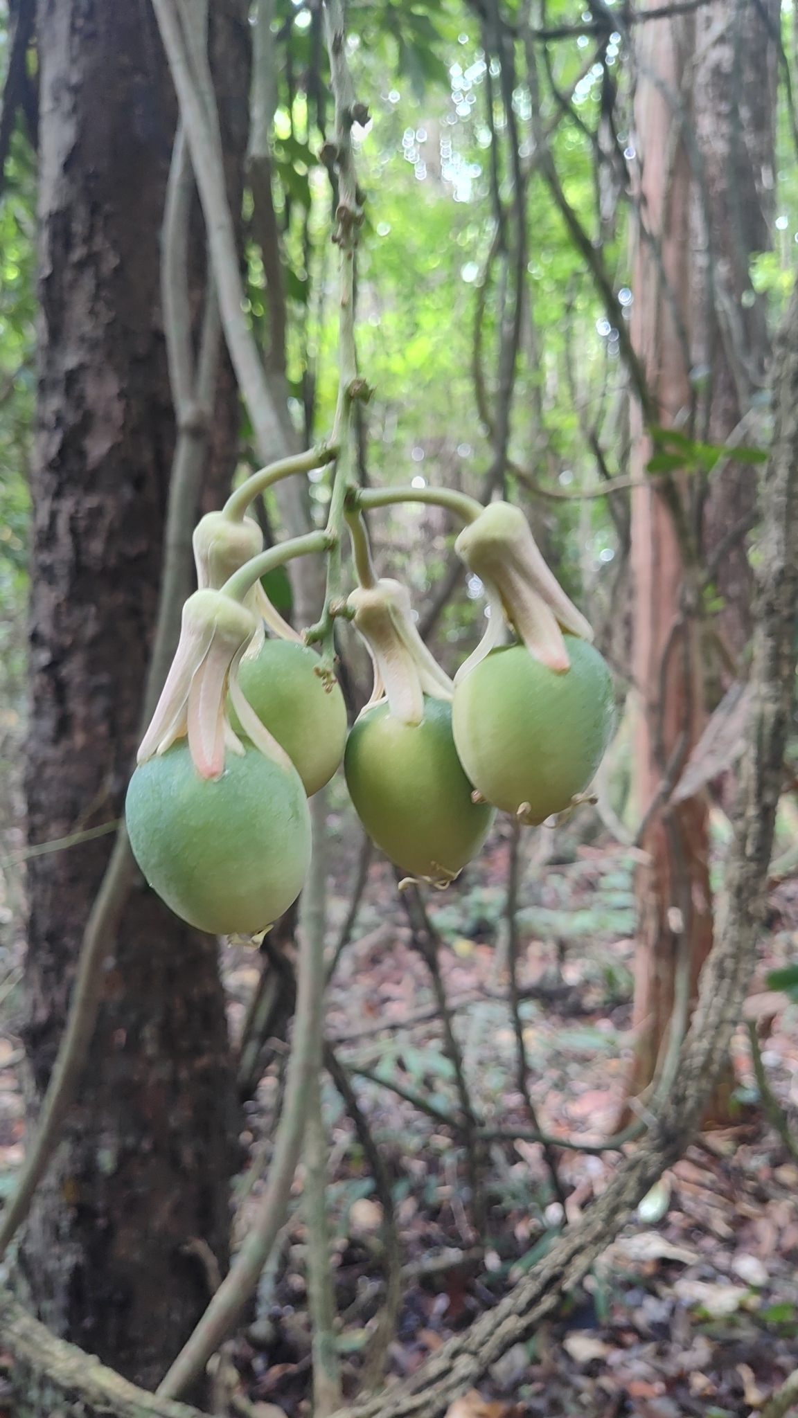 Passiflora contracta